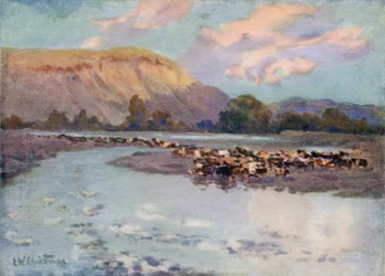 Cattle Watering